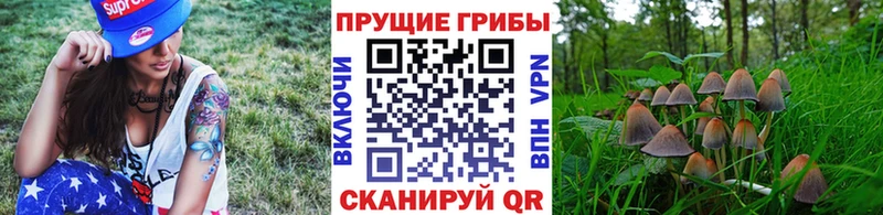 Псилоцибиновые грибы GOLDEN TEACHER сайты даркнета как зайти Апшеронск ссылка на мегу вход